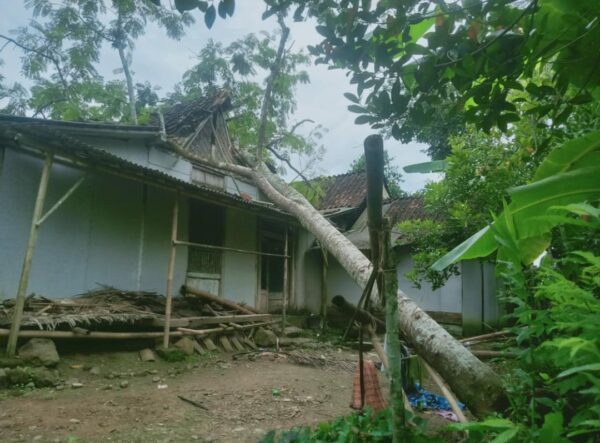 Angin Kencang Di Banyumas, Pohon Bertumbangan Dan Timpa Rumah Warga