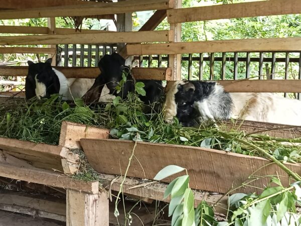 Dukung Ketahanan Pangan, Bhabinkamtibmas Candikusuma Pantau Ternak Kambing Warga