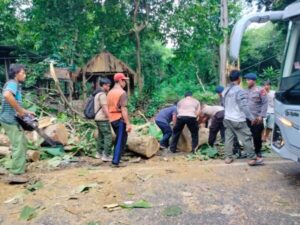 Jalur Denpasar Gilimanuk Lancar Kembali, Polsek Gilimanuk Evakuasi Pohon Tumbang