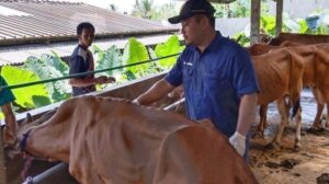 Vaksin Pmk Tahap I Untuk 1.900 Sapi Di Banyumas, Upaya