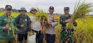 Bhabinkamtibmas Desa Pergung Turun Ke Sawah, Pastikan Hasil Ubinan Padi