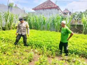 Bhabinkamtibmas Polsek Negara Turun Ke Lapangan Pantau Program Pekarangan Bergizi