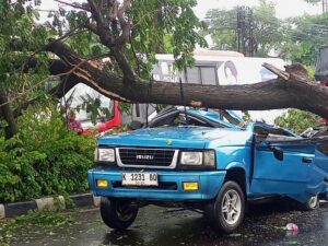 Dihantam Pohon Tumbang, Mobil Panther Di Semarang Alami Kecelakaan, 5