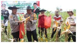 Panen Jagung Di Tanah Kujan, Kapolres Lamandau Tekankan Pentingnya Ketahanan