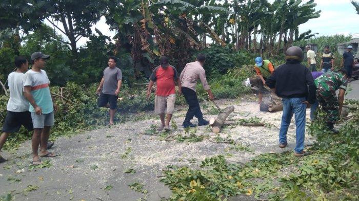 Pemotor Wanita Meninggal Setelah Tertimpa Pohon Saat Berkendara Di Pati