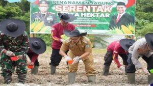 Pengembangan Jagung Di Lamandau, Pemkab Siapkan 50 Hektare Lahan