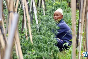 Petani Cabai Di Semarang Merugi, Tanaman Rusak Akibat Angin Kencang