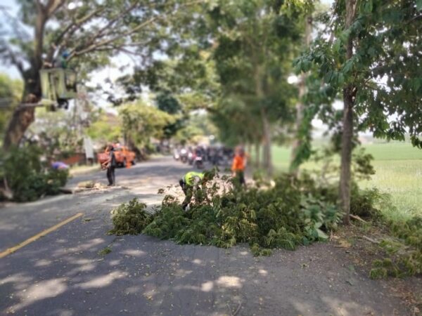 Pohon Ganggu Lalu Lintas, Bhabinkamtibmas Desa Dangin Tukadaya Turun Tangan