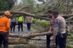 Polisi Dan Bpbd Grobogan Kerja Sama Evakuasi Pohon Tumbang