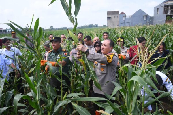 Produktivitas Pertanian Digenjot, Polresta Malang Kota Gandeng Mahasiswa Panen Raya