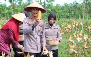 Panen raya jagung di jepara, polres dukung ketahanan pangan nasional