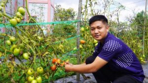 Dukung Ketahanan Pangan, Rutan Humbahas Berhasil Panen Tomat