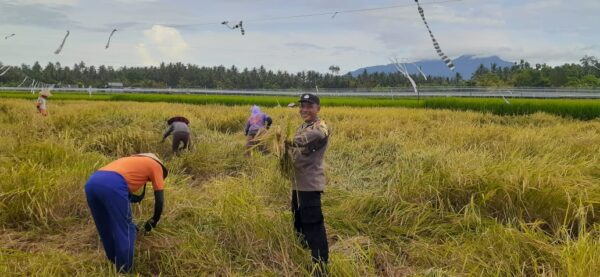 Aktif Di Lapangan, Bhabinkamtibmas Desa Pergung Perkuat Swasembada Pangan