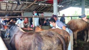 Antisipasi Penyebaran Pmk, Lalu Lintas Hewan Di Pelabuhan Dan Bandara