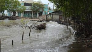 Bnpb Catat 3.987 Warga Terdampak Banjir Rob Di Tegal