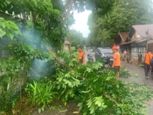 Bpbd Lamandau Evakuasi Pohon Tumbang Di Nanga Bulik, Situasi Kembali