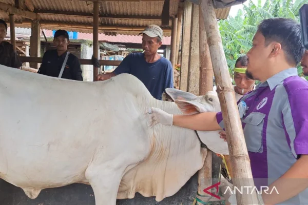 Cegah Pmk, Pemkab Banyumas Intensifkan Program Vaksinasi Ternak