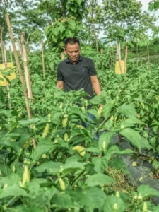 Harga Cabai Di Sukoharjo Sentuh Rp 90 Ribu, Musim Hujan