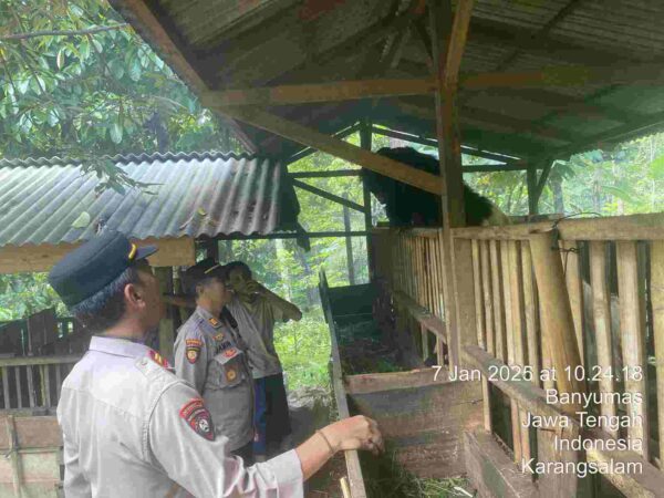 Kapolsek Kemranjen Polresta Banyumas Aktif Sosialisasikan Pencegahan Pmk Ke Peternak