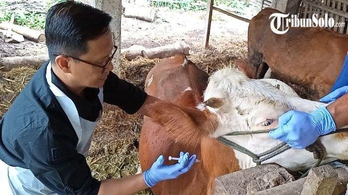 Pmk Serang Boyolali, 19 Sapi Mati Tersebar Di 11 Kecamatan