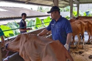 Penanganan Pmk Di Banyumas Berhasil, Kondisi Kembali Stabil