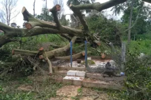 Pohon Beringin Raksasa Di Situs Tepak Noto Tumbang, Diduga Akibat