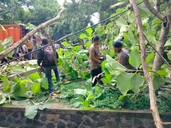 Pohon Tumbang Ganggu Lalu Lintas Denpasar Gilimanuk, Polsek Langsung Bertindak