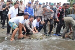 Terungkap! Penyelundupan Penyu Hijau Di Jembrana, Kapolda Bali Tak Beri