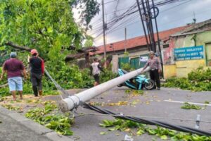 Angin Kencang Robohkan Pohon Dan Tiang Listrik, Jalur Malang Surabaya Macet