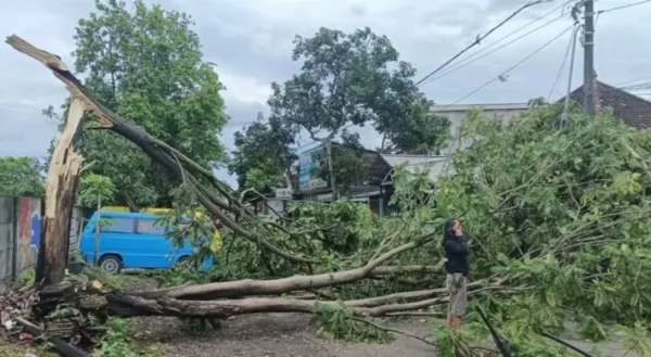 Cuaca Ekstrem Di Malang, Angin Kencang Dan Longsor Sebabkan Pohon