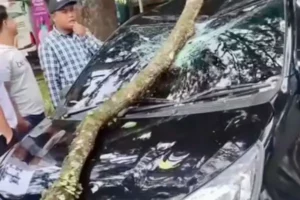 Dahan Pohon Tumbang Timpa Mobil Di Jalan Bandung Kota Malang,