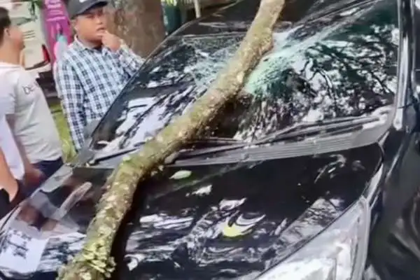 Dahan Pohon Tumbang Timpa Mobil Di Jalan Bandung Kota Malang,