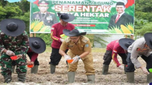 Dorong Pertanian, Pemkab Lamandau Buka 50 Hektare Lahan Untuk Jagung