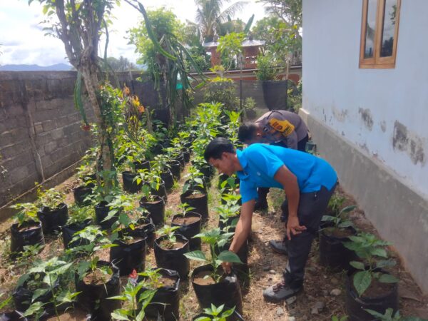 Dukung Ketahanan Pangan, Bhabinkamtibmas Jembrana Wujudkan Pekarangan Produktif