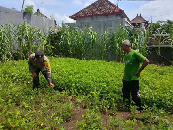 Dukung Ketahanan Pangan, Bhabinkamtibmas Polsek Negara Cek Pekarangan Bergizi Di