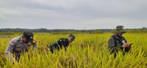 Dukung Produktivitas Pertanian, Bhabinkamtibmas Desa Pergung Bantu Ubinan Padi