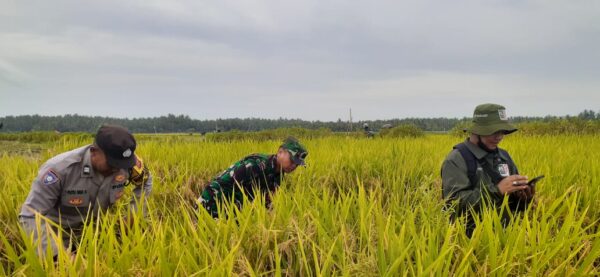 Dukung Produktivitas Pertanian, Bhabinkamtibmas Desa Pergung Bantu Ubinan Padi