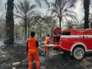 Kebakaran Lahan Di Lamandau Dapat Diatasi, Bpbd Catat 1 Hektare