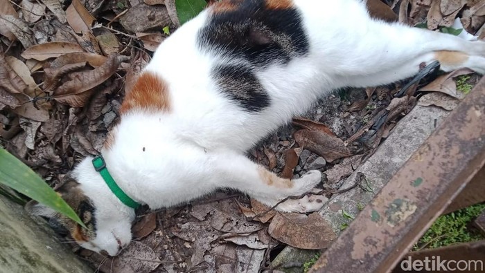 Kucing Mati Massal Di Malang, Komunitas Pecinta Kucing Tuntut Penyelidikan