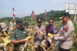 Panen Jagung Di Banyumas, Polresta Dukung Program Ketahanan Pangan