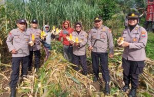 Panen Perdana, Polresta Malang Kota Hasilkan 3 Ton Jagung