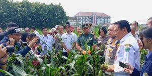 Panen Raya Jagung Di Kedungkandang, Dispangtan Dan Polresta Malang Kota