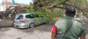 Pohon Besar Ambruk Di Jalan Hayamwuruk Semarang, Satu Mobil Rusak