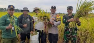 Sinergi Dengan Petani, Bhabinkamtibmas Desa Pergung Kawal Ubinan Padi