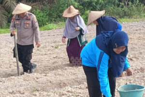 Swasembada Pangan Di Lamandau, Pertumbuhan Jagung Jadi Perhatian Utama