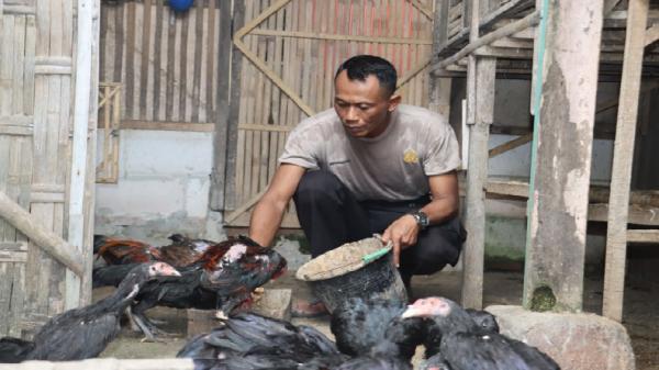 Lewat peternakan ayam bangkok, bripka iwanto dukung ketahanan pangan