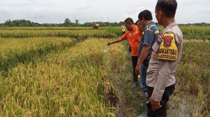 Misteri pria meninggal di sawah grobogan, keluarga enggan lakukan autopsi