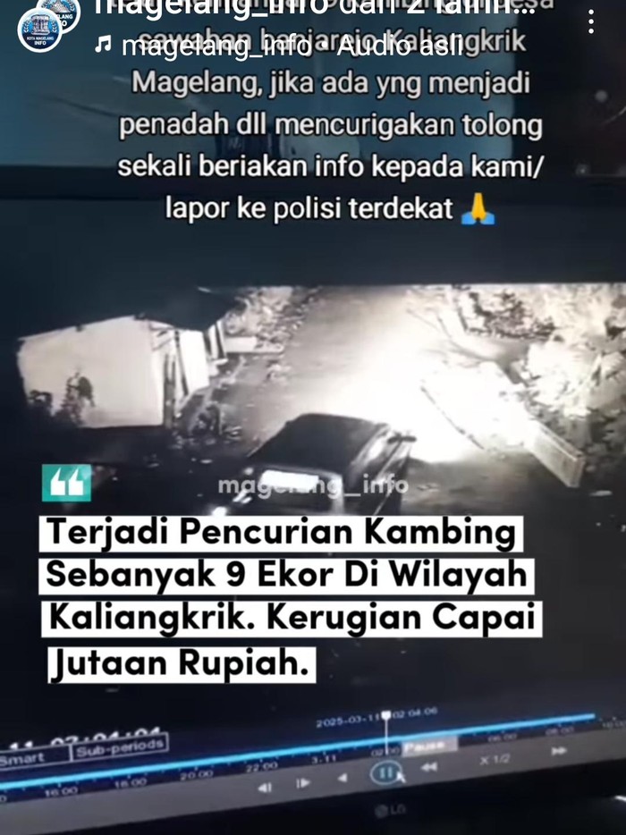 Viral, 8 kambing di kaliangkrik magelang dicuri pakai mobil