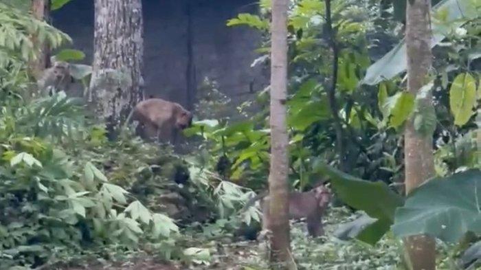 Wisata telomoyo berkembang, kera ekor panjang diduga kehilangan habitat dan